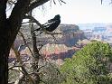 Grand Canyon (29)